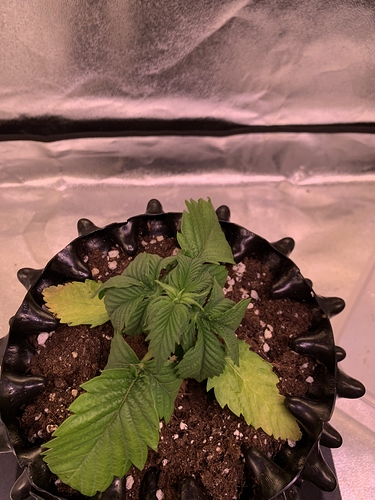 Growreport Bild 6