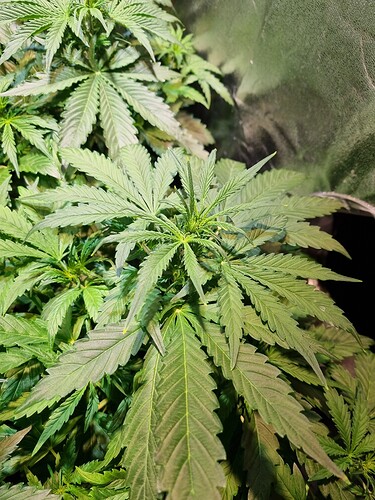 Growreport Bild 12