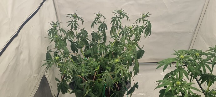 Growreport Bild 1