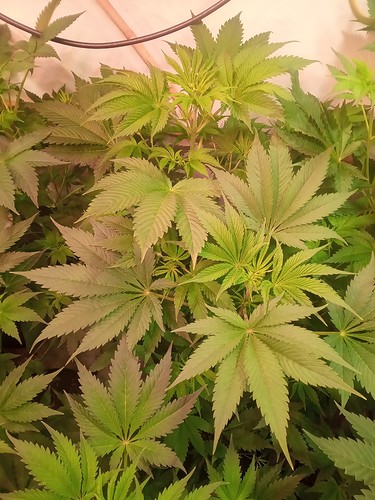 Growreport Bild 46