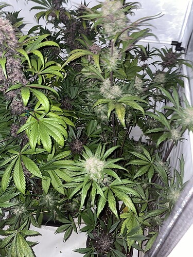 Growreport Bild 1
