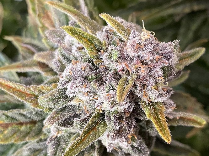 Growreport Bild 34