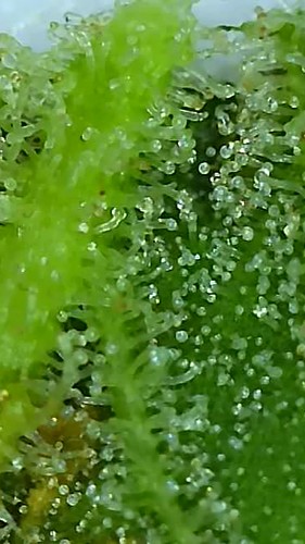 Growreport Bild 13