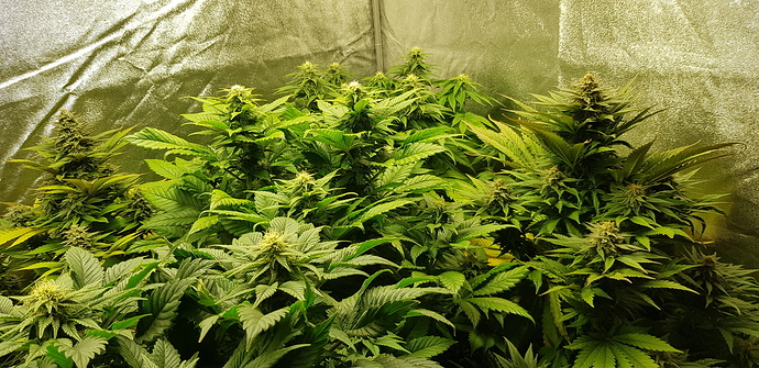 Growreport Bild 3