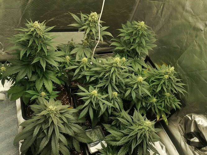 Growreport Bild 9