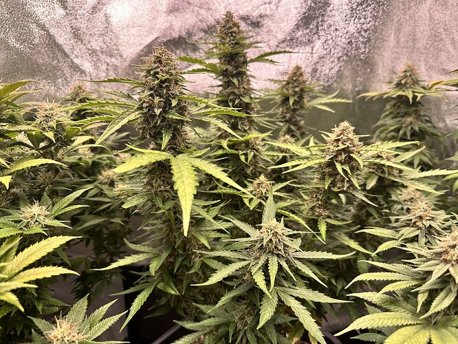 Growreport Bild 8