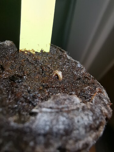 Growreport Bild 95