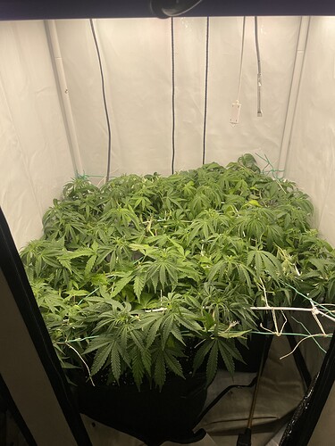 Growreport Bild 1