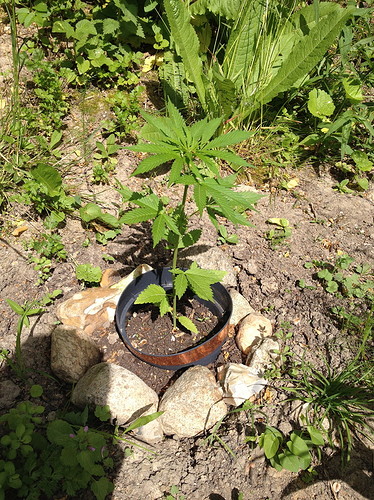 Growreport Bild 2