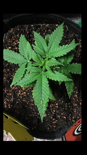 Growreport Bild 9