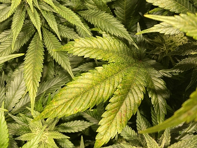 Growreport Bild 7
