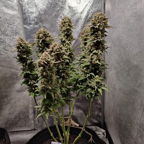 Growreport Bild 37