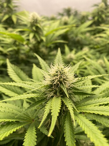 Growreport Bild 2