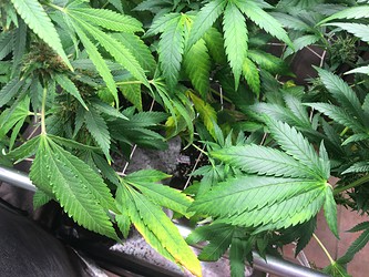 Growreport Bild 4