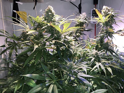 Growreport Bild 3
