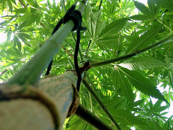 Growreport Bild 6