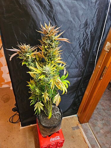 Growreport Bild 1