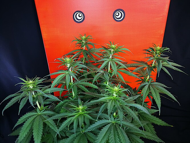 Growreport Bild 9