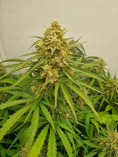 Growreport Bild 7