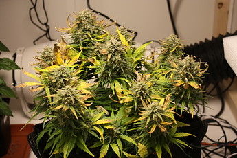 Growreport Bild 2
