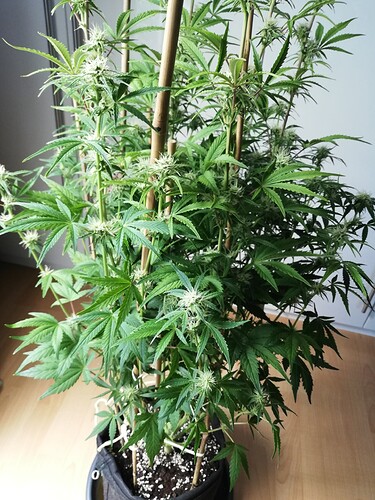 Growreport Bild 44
