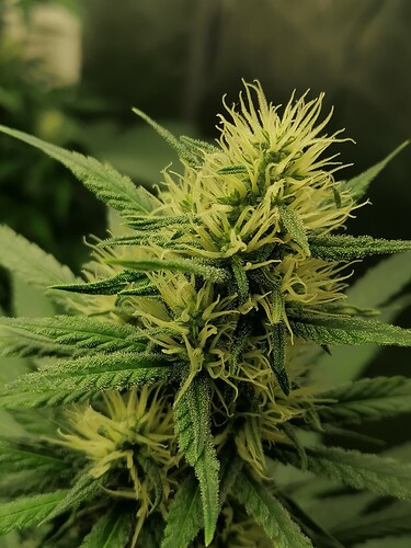 Growreport Bild 3
