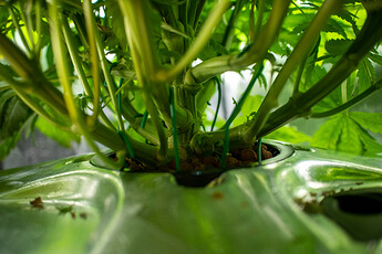 Growreport Bild 4