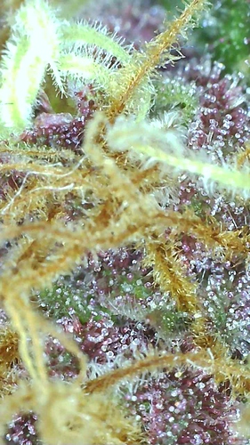 Growreport Bild 15