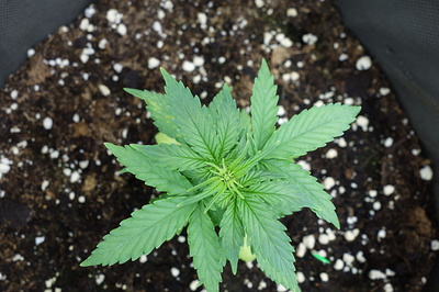 Eine junge Cannabispflanze in einem Topf, von oben betrachtet. Die Pflanze hat mehrere Blattpaare und zeigt Anzeichen von Wachstum.