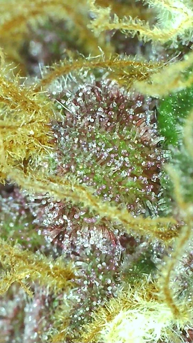 Growreport Bild 17