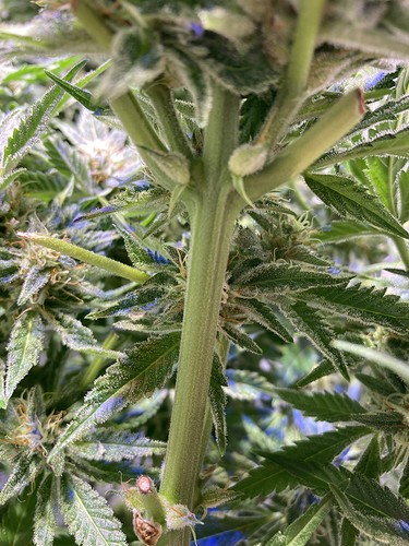 Growreport Bild 8