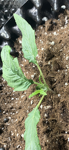 Growreport Bild 4