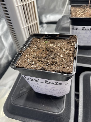 Growreport Bild 29