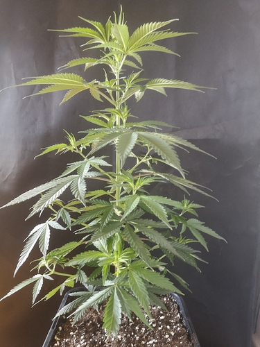 Growreport Bild 2