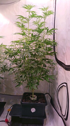 Growreport Bild 1