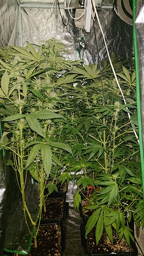 Growreport Bild 5