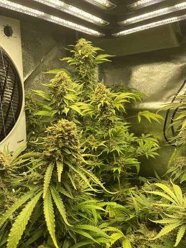 Growreport Bild 45