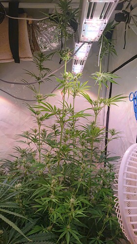Growreport Bild 2