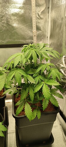 Growreport Bild 1