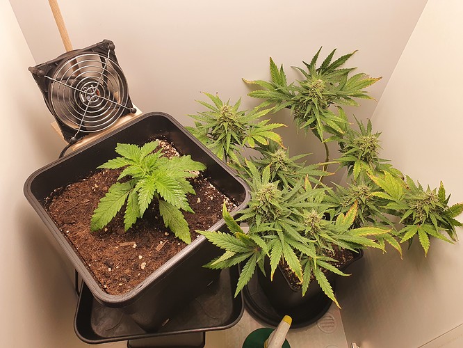Growreport Bild 3