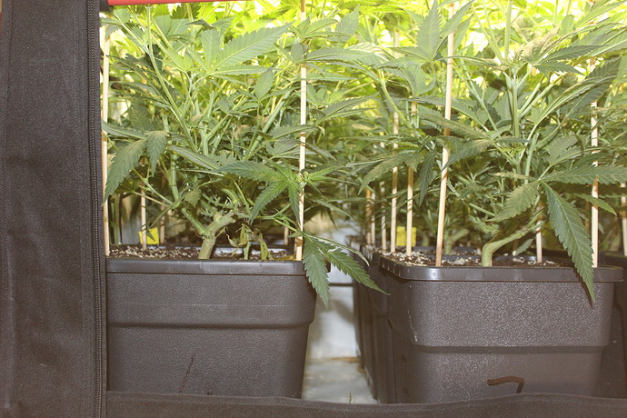 Growreport Bild 16