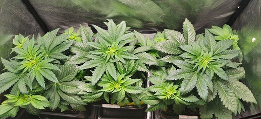 Growreport Bild 17