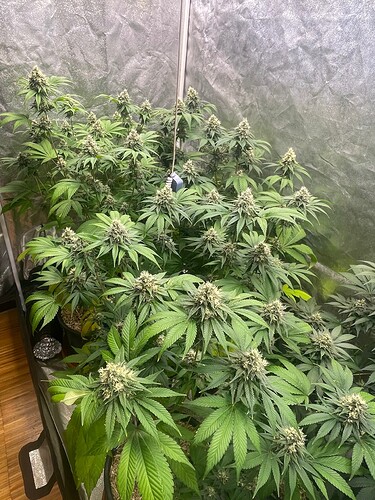 Growreport Bild 4