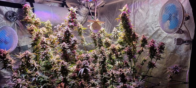 Growreport Bild 39