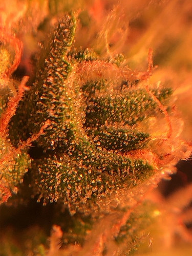 Growreport Bild 9