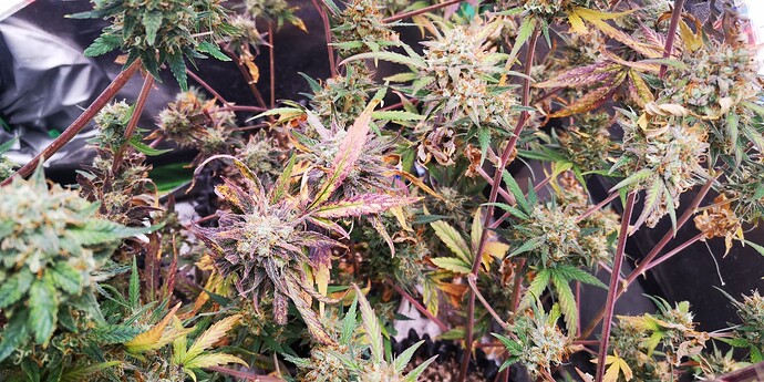 Growreport Bild 8