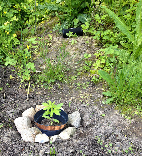 Growreport Bild 12