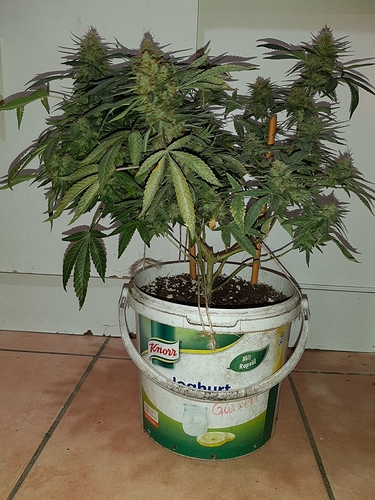 Growreport Bild 4