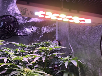 Growreport Bild 11
