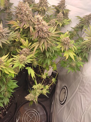 Growreport Bild 2